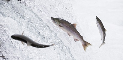 contre courant saumon rivière