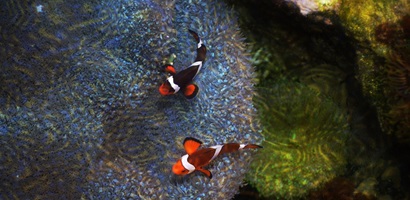 poisson fonds marins biodiversité océan