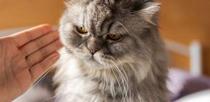 rappel à lordre reproche blame