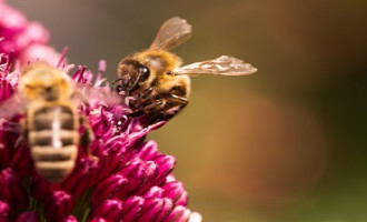 CPRAM ouvre à l’international sa stratégie biodiversité