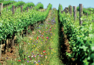 Saint Vincent lance un GFV Châteauneuf-du-Pape