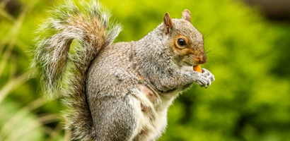 écureuil épargne noisette